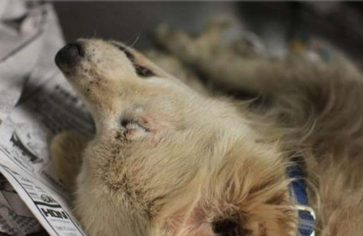 Bonk, who has already been euthanized slowly moved away and disappeared into the depths of the reserve.