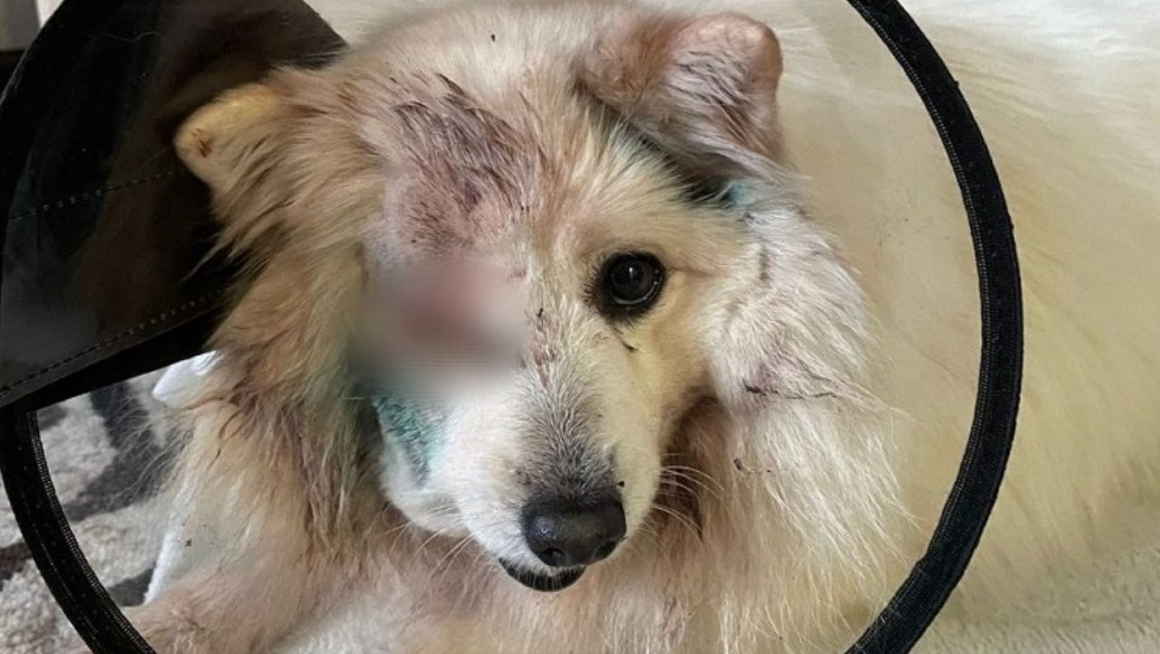 Bonk, whose eyes have been poked blind